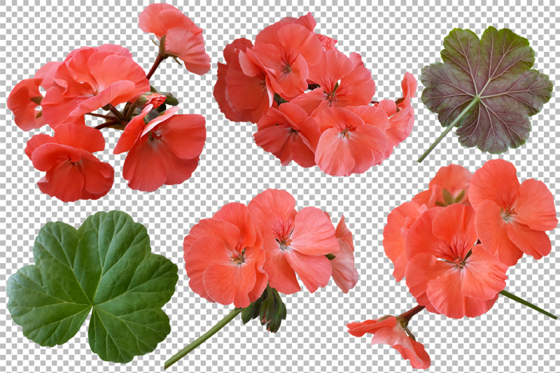 flowers-and-leaves-of-geranium-on-a-transparent-background