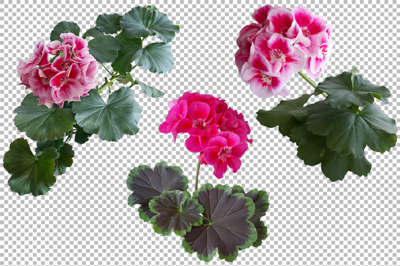 flowers-and-leaves-of-geranium-on-a-transparent-background