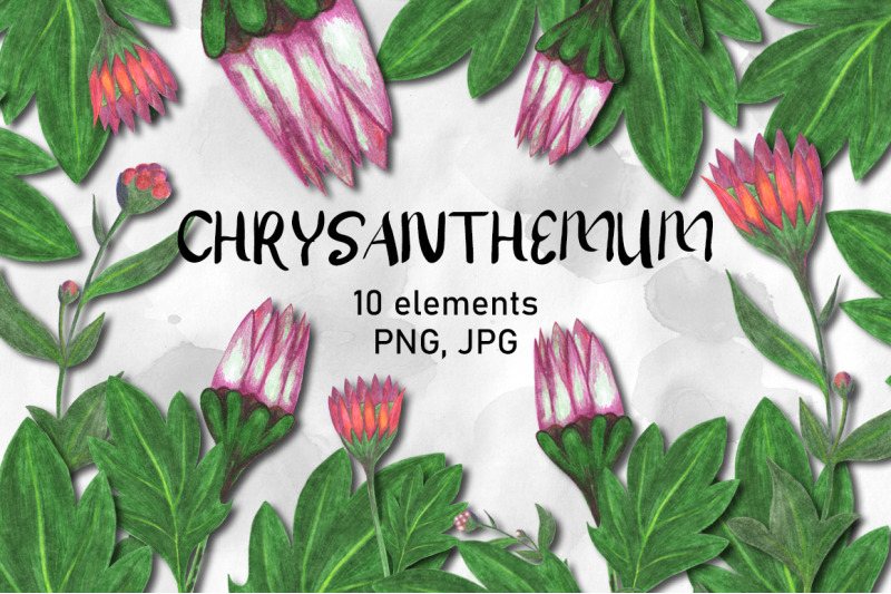 chrysanthemum-flower-clipart