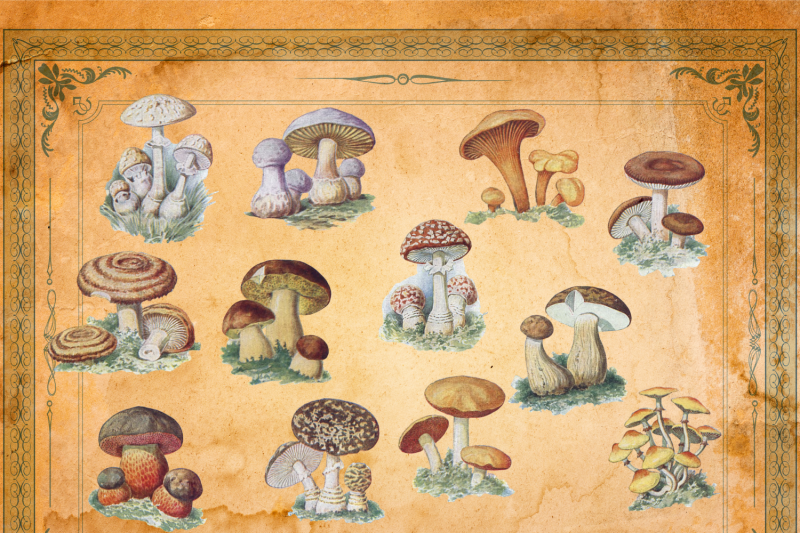 vintage-mushrooms-junk-journal-mushroom