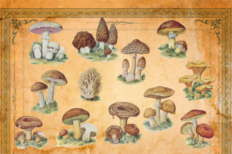 vintage-mushrooms-junk-journal-mushroom