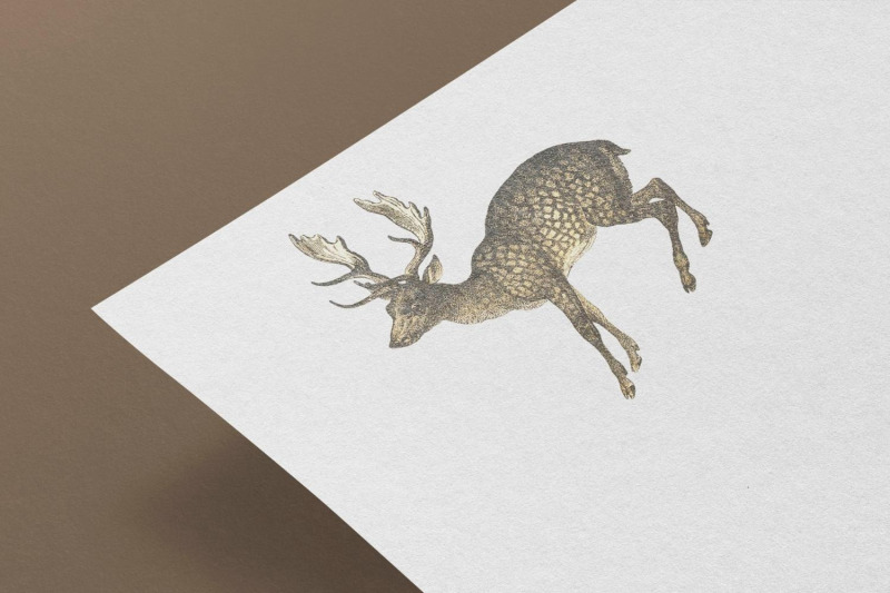 vintage-roe-deer-illustration
