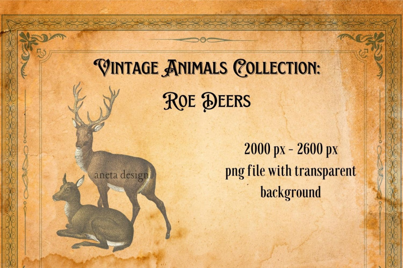 vintage-roe-deers-illustration