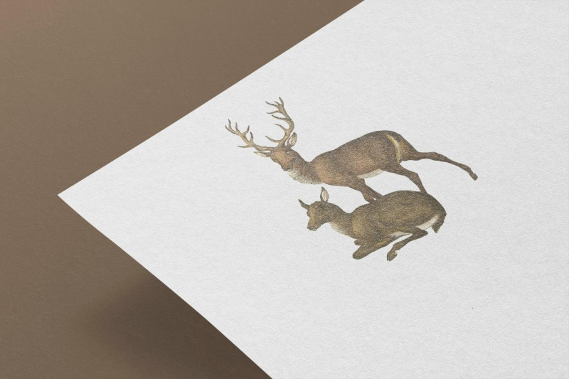 vintage-roe-deers-illustration