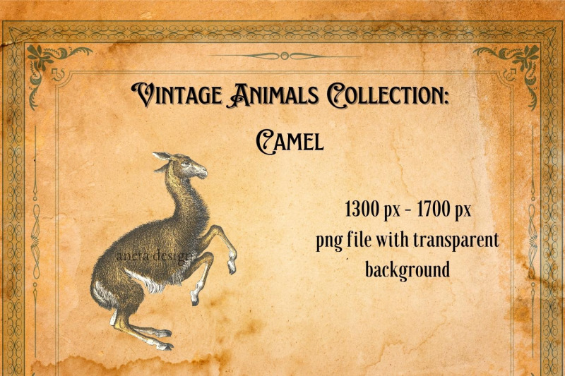 vintage-funny-camel-illustration