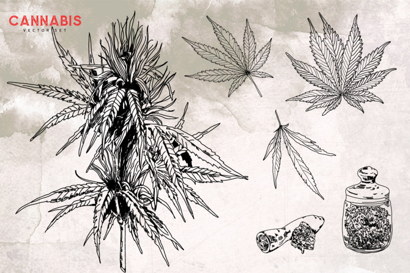 marijuana-cannabis-hemp-medicinal-herb