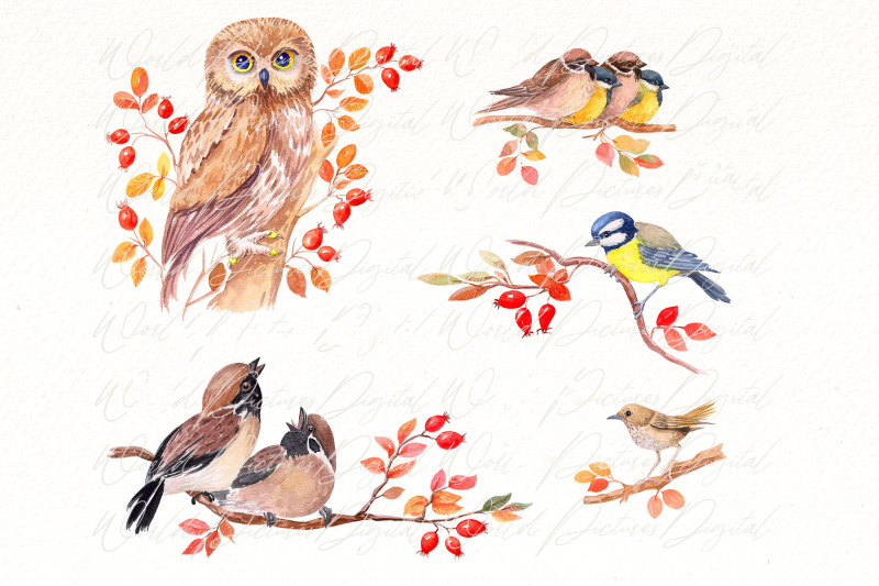 forest-birds-png-watercolor-wild-bird-clipart