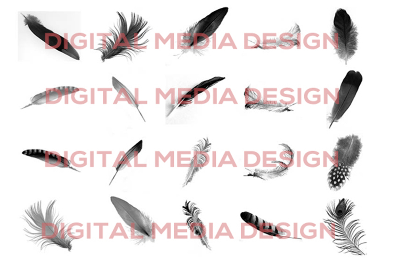 100-transparent-png-feathers-overlays