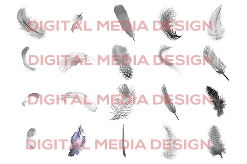 100-transparent-png-feathers-overlays