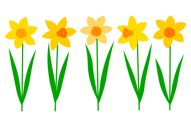 daffodils-bundle-svg-daffodils-sublimation-spring-flowers