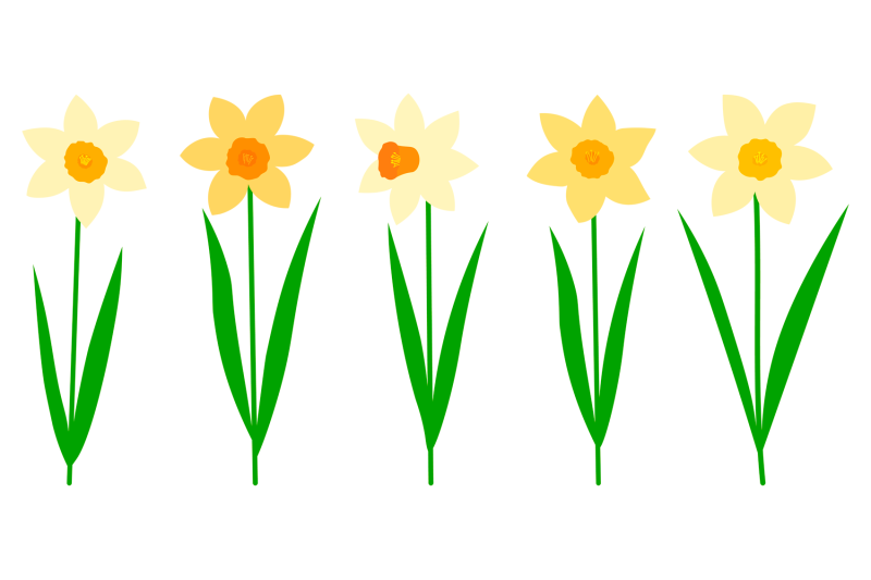 daffodils-bundle-svg-daffodils-sublimation-spring-flowers