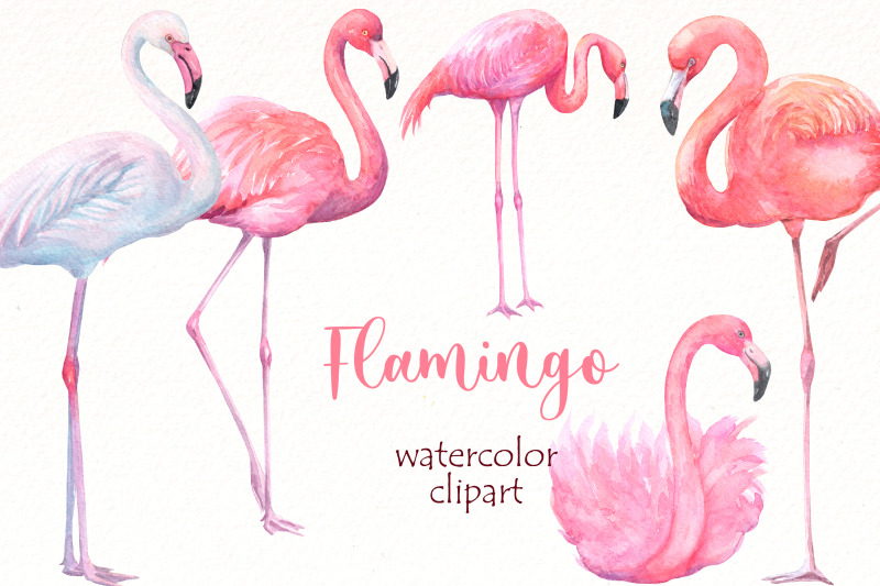 watercolor-flamingo-png-clipart-bundle-tropical-birds-png