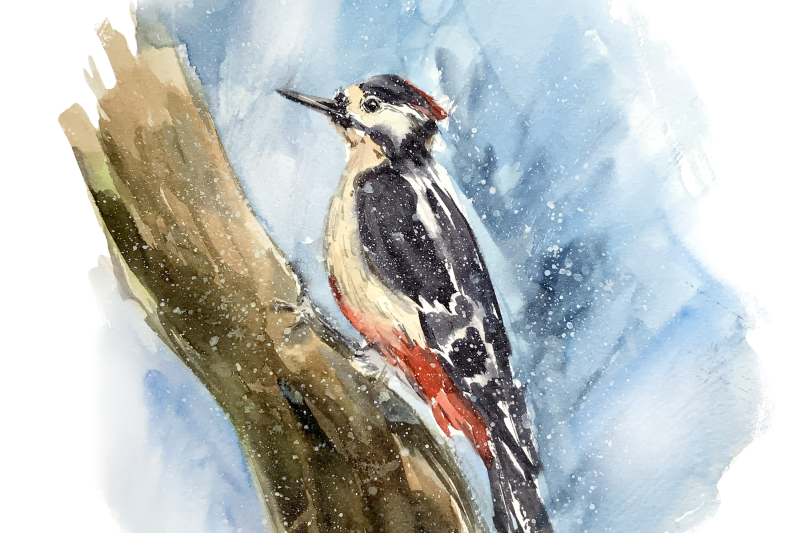 woodpecker-watercolor-clip-art-and-print