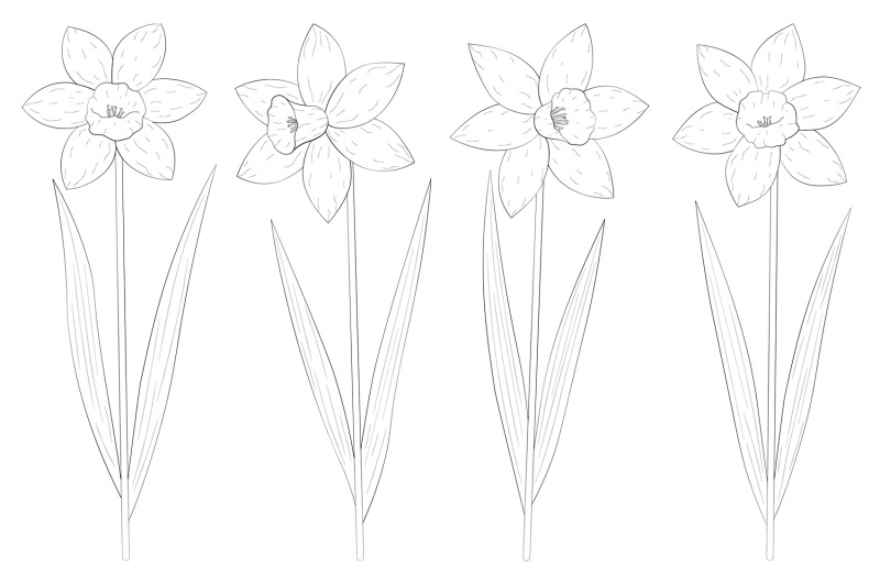 daffodils-coloring-daffodils-graphics-svg-spring-flowers