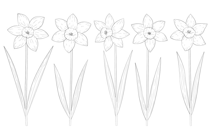 daffodils-coloring-daffodils-graphics-svg-spring-flowers