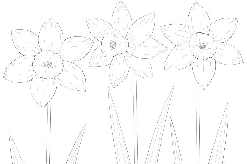 daffodils-coloring-daffodils-graphics-svg-spring-flowers