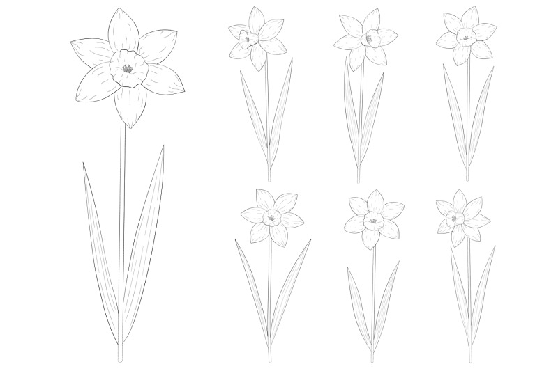 daffodils-coloring-daffodils-graphics-svg-spring-flowers