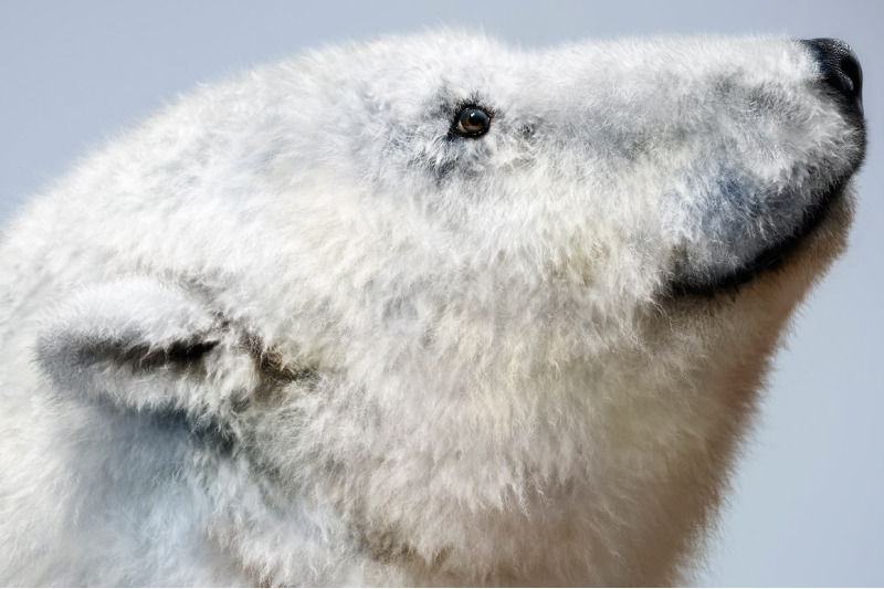 realistic-fur-28-brushes-for-clip-studio-paint