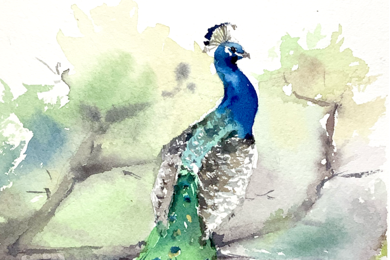 watercolor-peacock-print-and-clip-art