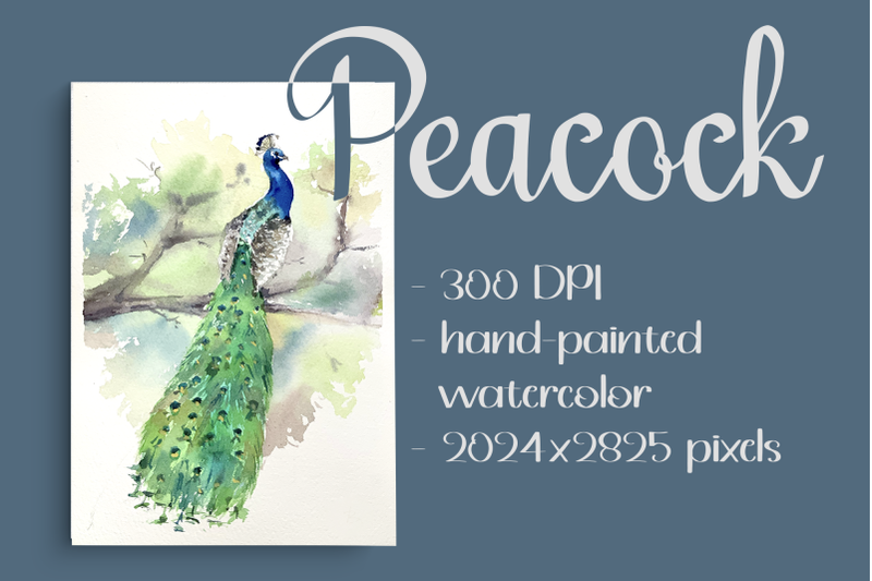 watercolor-peacock-print-and-clip-art