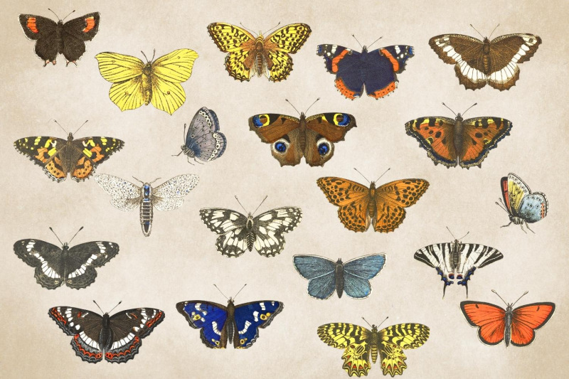 vintage-butterflies-llustrations