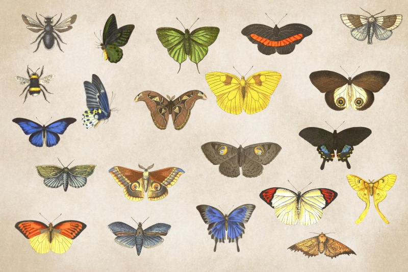 vintage-butterflies-llustrations