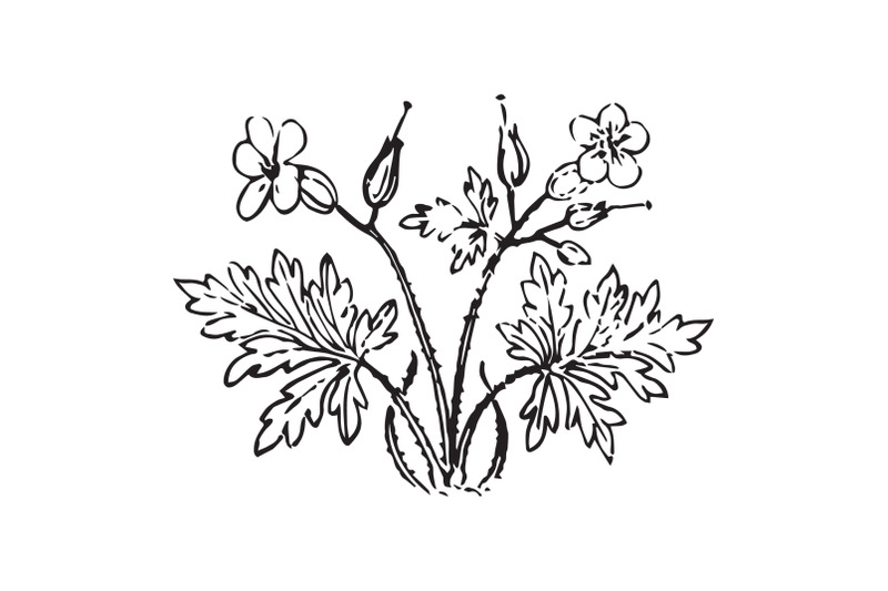 linear-wildflowers-and-stems-engraving-sketch-isolated-on-white-backg