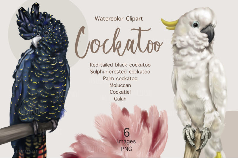 parrots-watercolor-birds-clipart-moluccan-cockatoo-cockatiel-gala