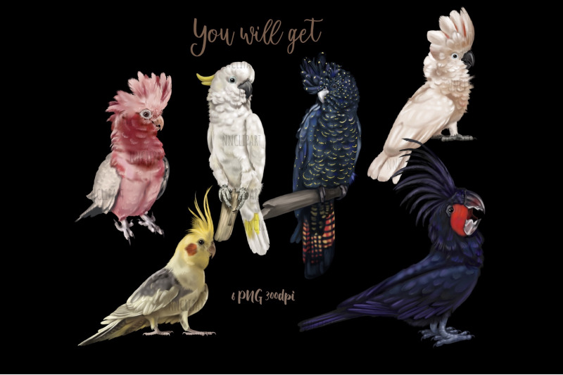 parrots-watercolor-birds-clipart-moluccan-cockatoo-cockatiel-gala