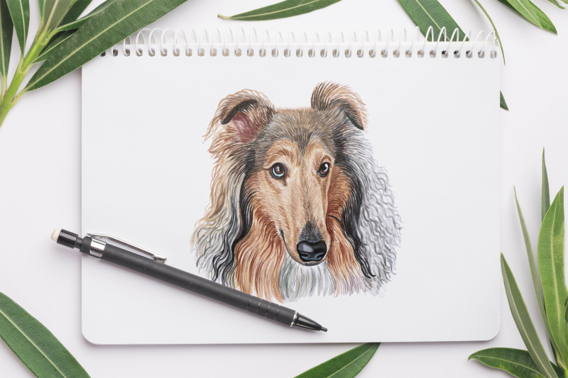 shepherd-dogs-watercolor-set-12-dogs-breeds-illustrations