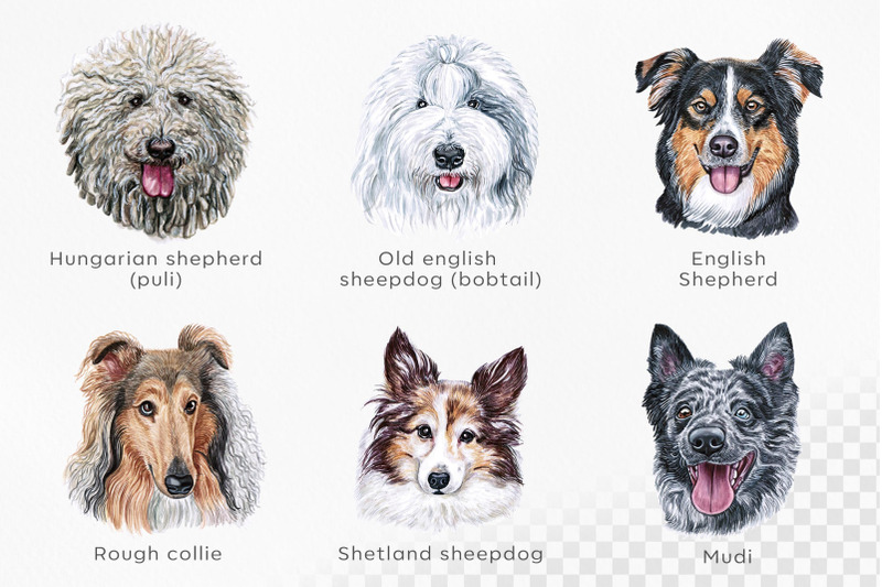 shepherd-dogs-watercolor-set-12-dogs-breeds-illustrations