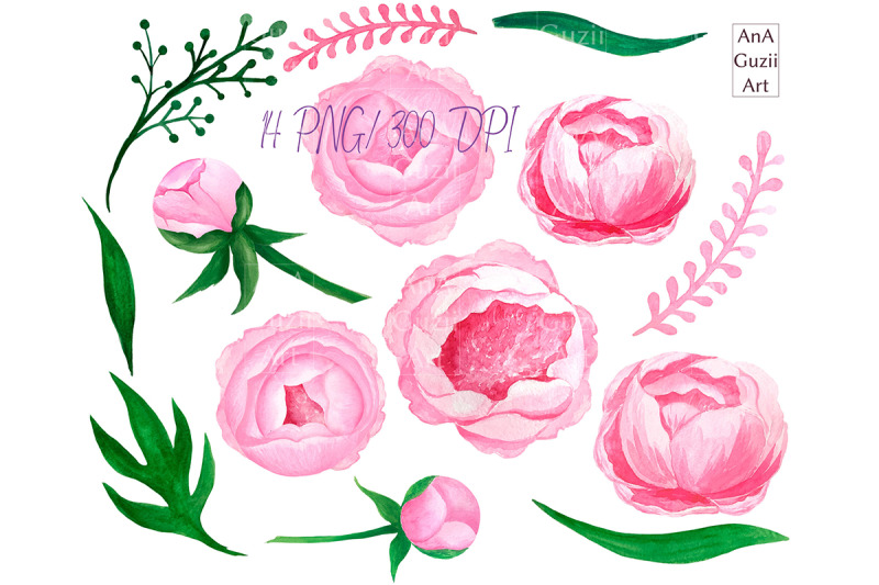 watercolor-pink-peony-clipart