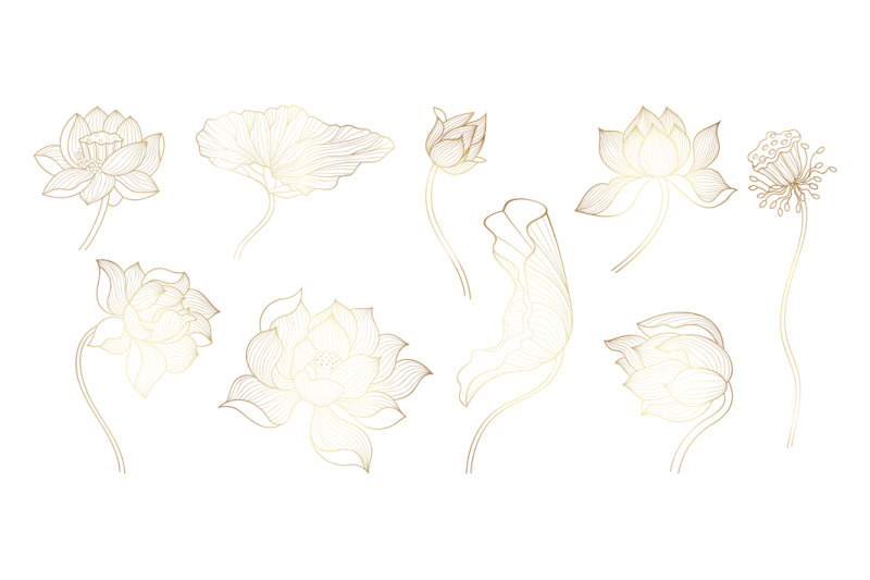 golden-line-lotus-gold-sketch-bloom-flowers-unique-flowers-design-b