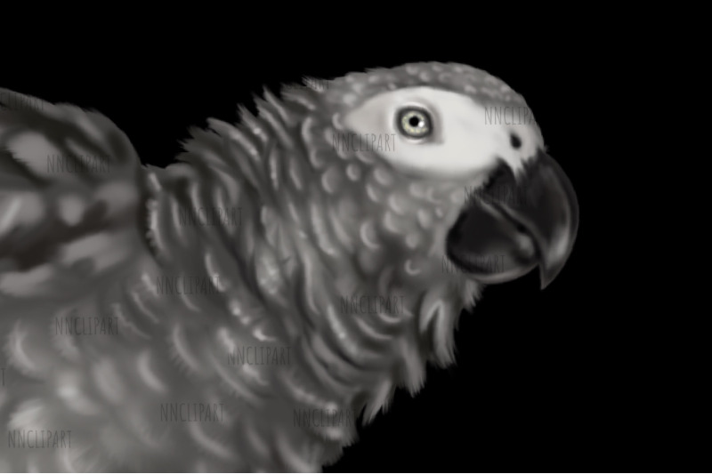 parrots-watercolor-birds-clipart-ara-grey-parrot-macaw-nursery