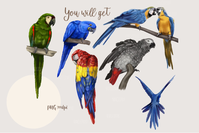 parrots-watercolor-birds-clipart-ara-grey-parrot-macaw-nursery