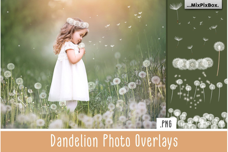 dandelion-overlays