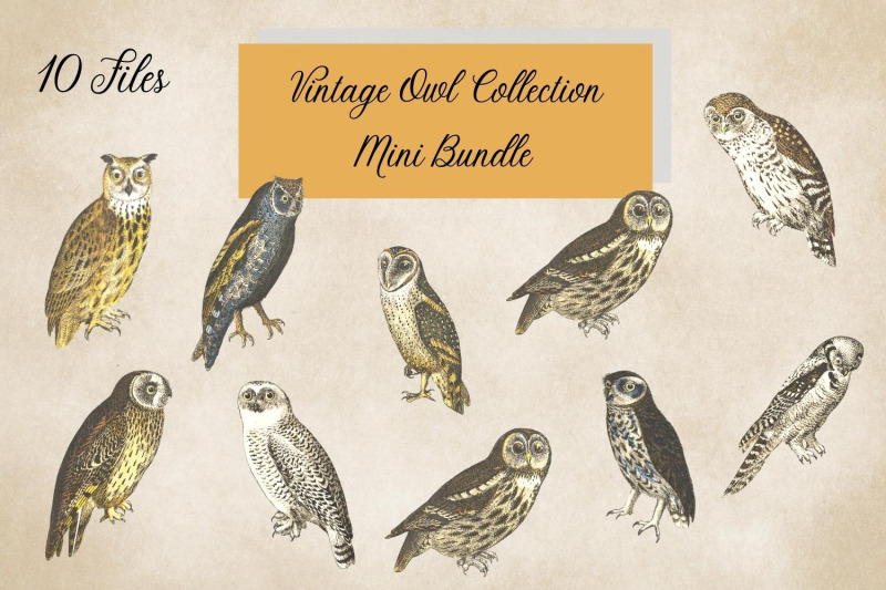 vintage-owl-illustrations