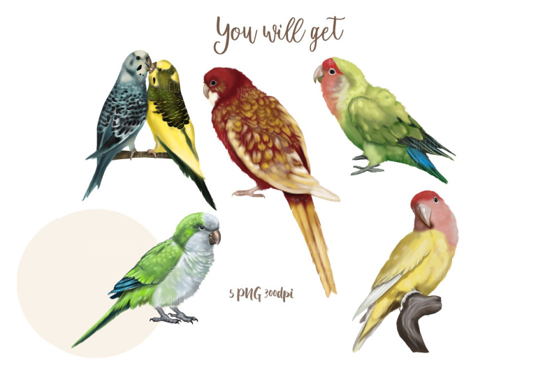 parrots-watercolor-birds-clipart-yellow-lovebird-budgerigar