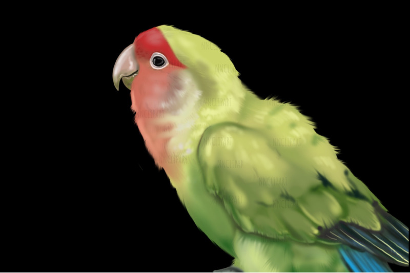 parrots-watercolor-birds-clipart-yellow-lovebird-budgerigar