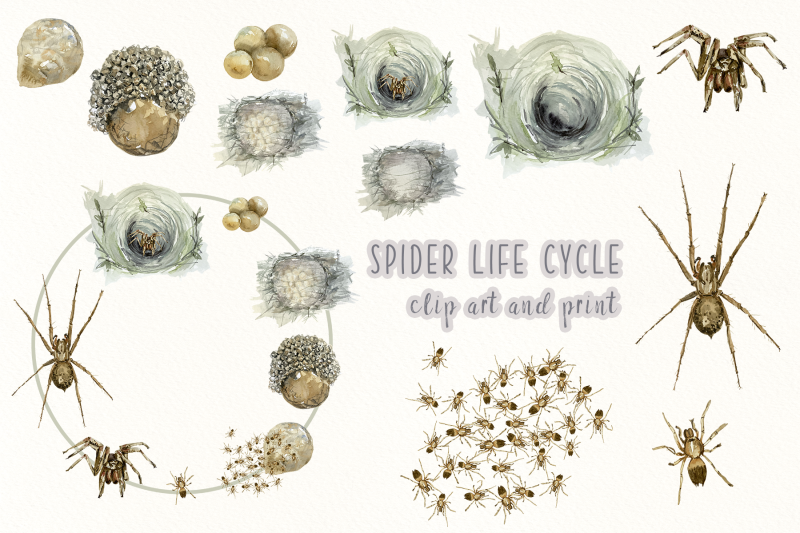 spider-life-cycle-clip-arts-and-print