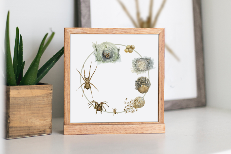 spider-life-cycle-clip-arts-and-print