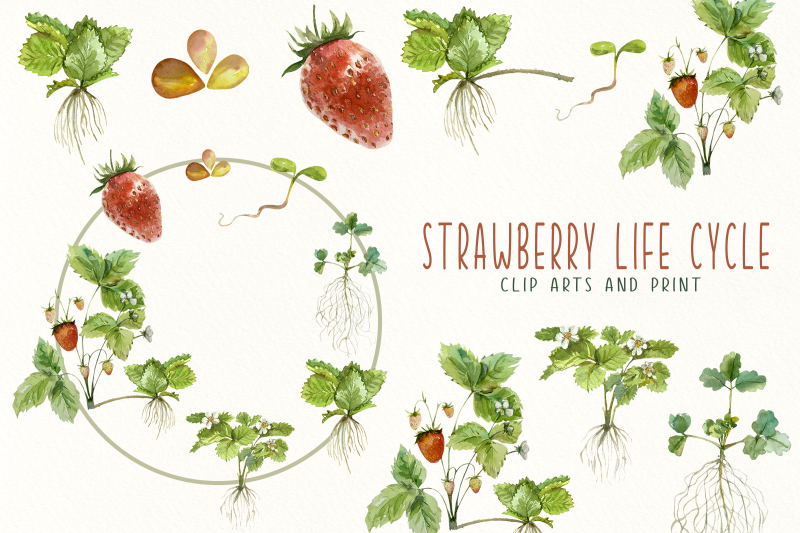 strawberry-life-cycle-clip-arts-and-print