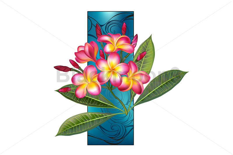 pink-plumeria-branch-with-rectangle