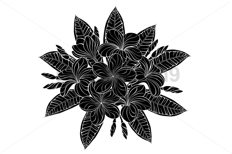 silhouette-blooming-plumeria