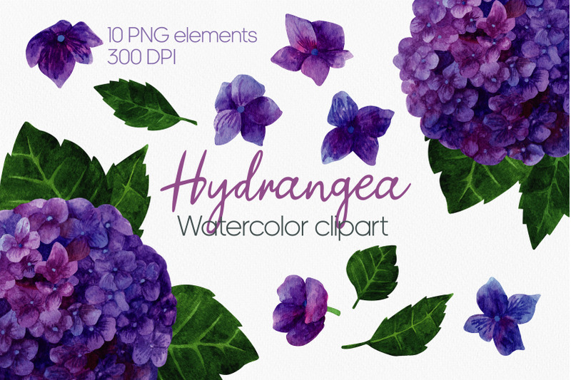 hydrangea-watercolor-clipart-png