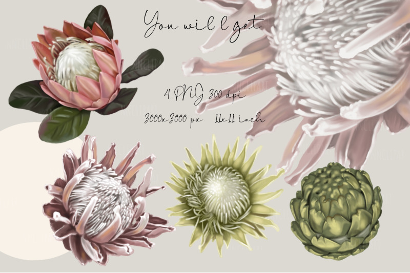 wedding-watercolor-protea-clipart-tropical-summer-flowers