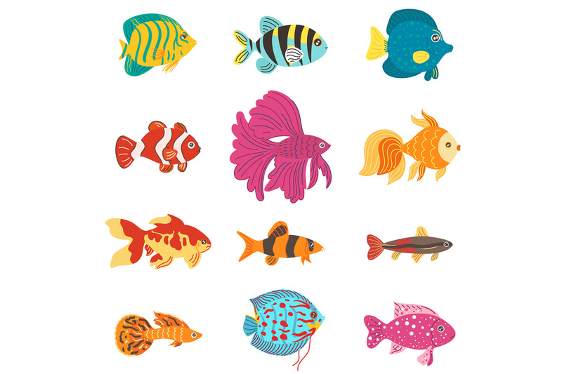 aquarium-fish-different-breeds-color-decorative-fishes-home-hobby-w