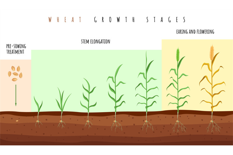 wheat-growth-stages-cereals-crop-maturation-process-spikelet-develop