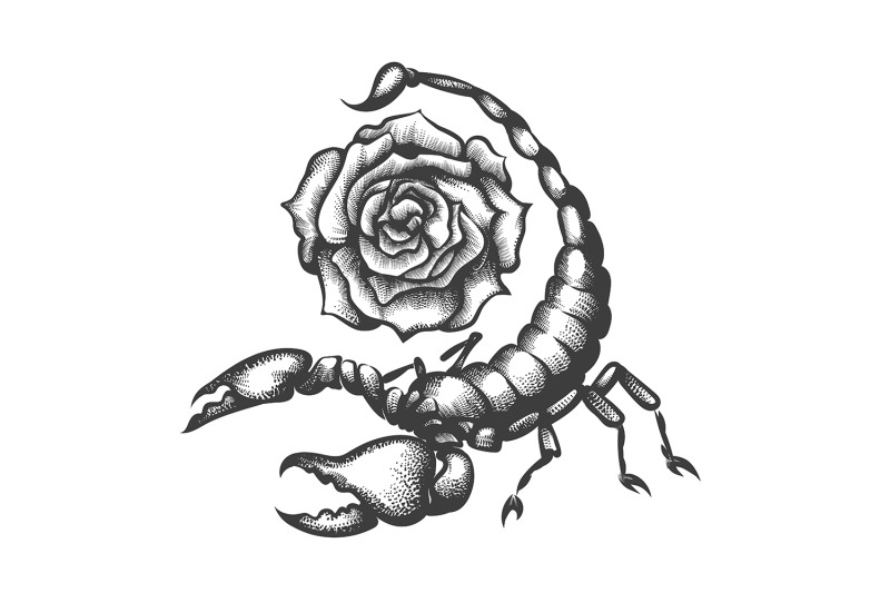 scorpio-and-rose-flower-tattoo-in-engraving-style