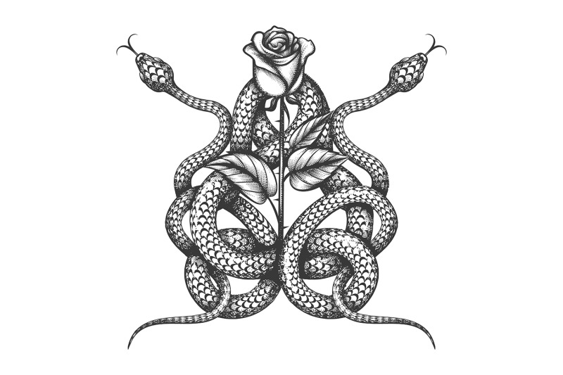 two-snake-and-rose-flower-tattoo-isolated-on-white
